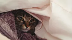 Missä lämpötilassa kissat palelevat – ja tuntevatko ne ylipäätään kylmää?